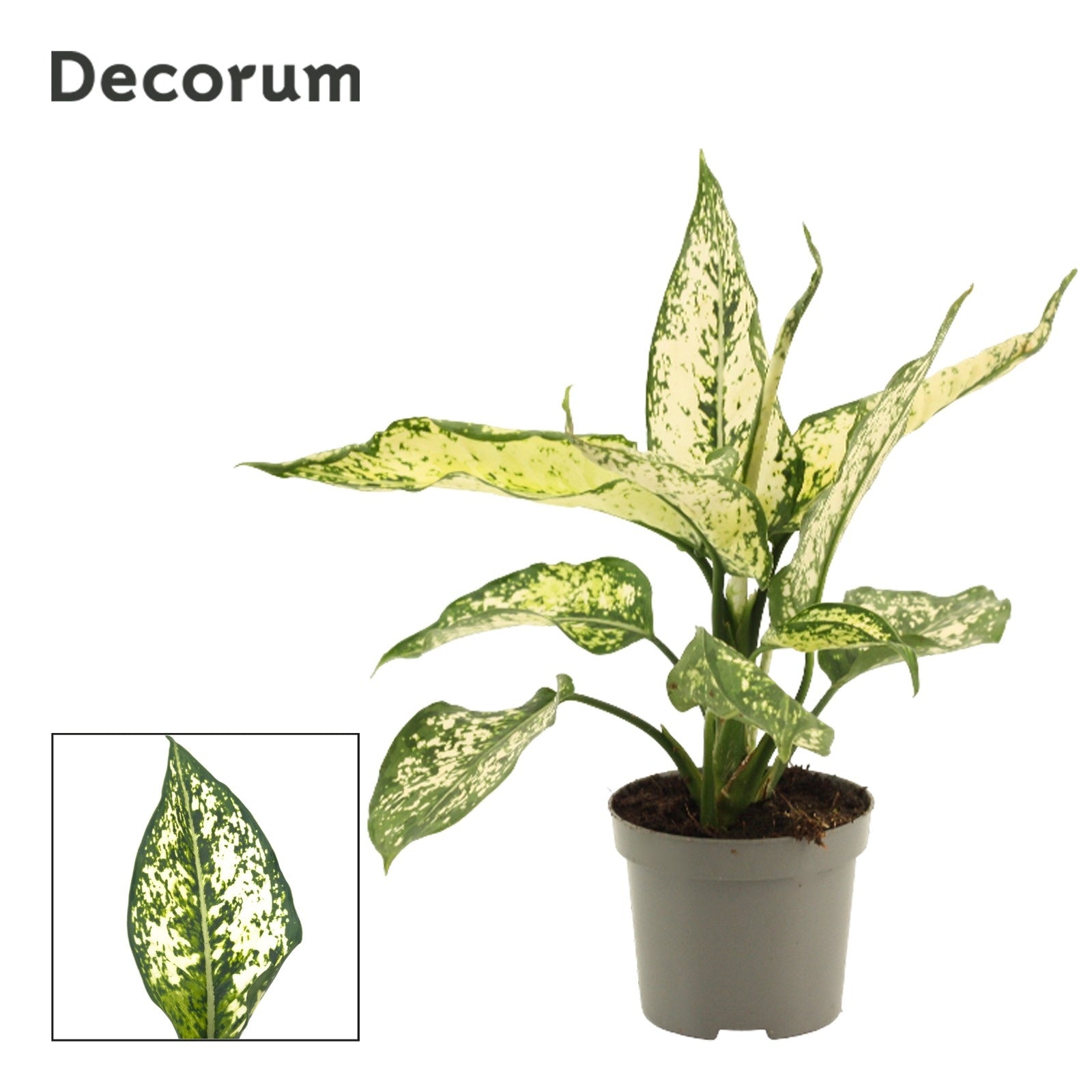 Aglaonema Hybrid 28cm 9cm Pot
