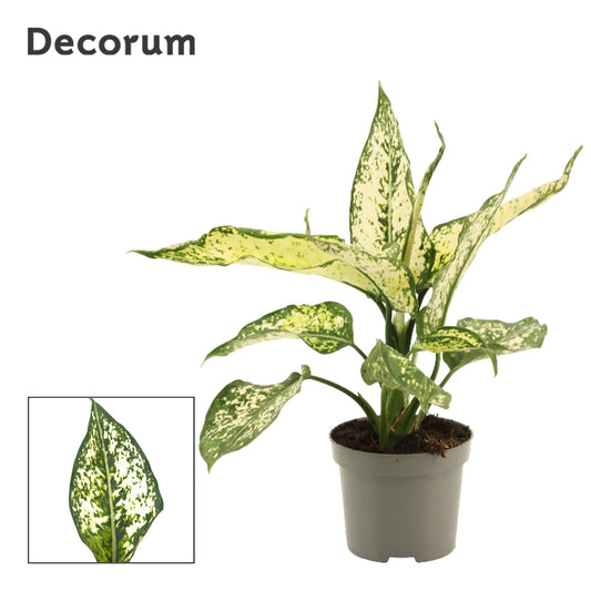Aglaonema Hybrid 28cm 9cm Pot