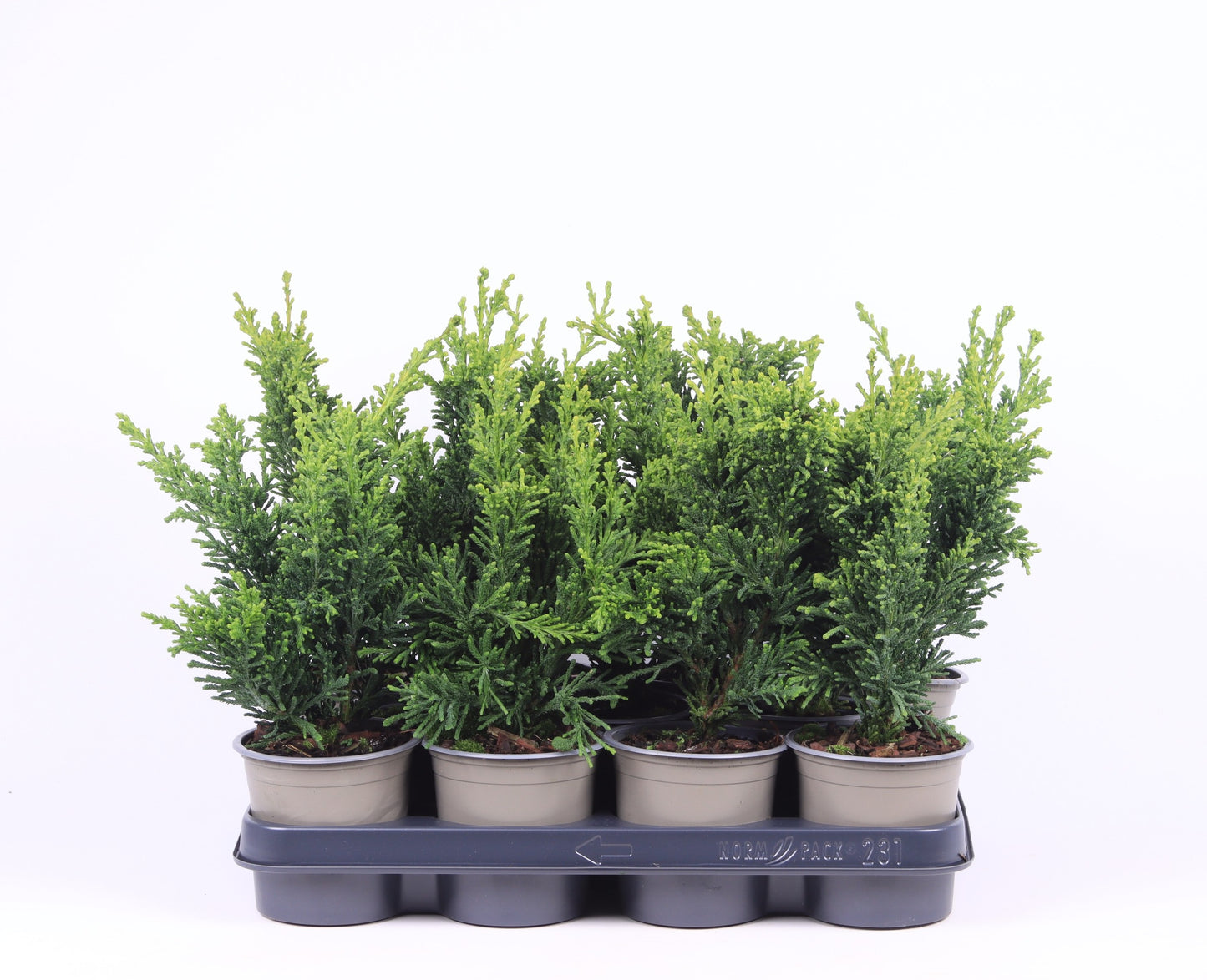 Chamaecyparis obtusa Draht 30cm 11cm Pot