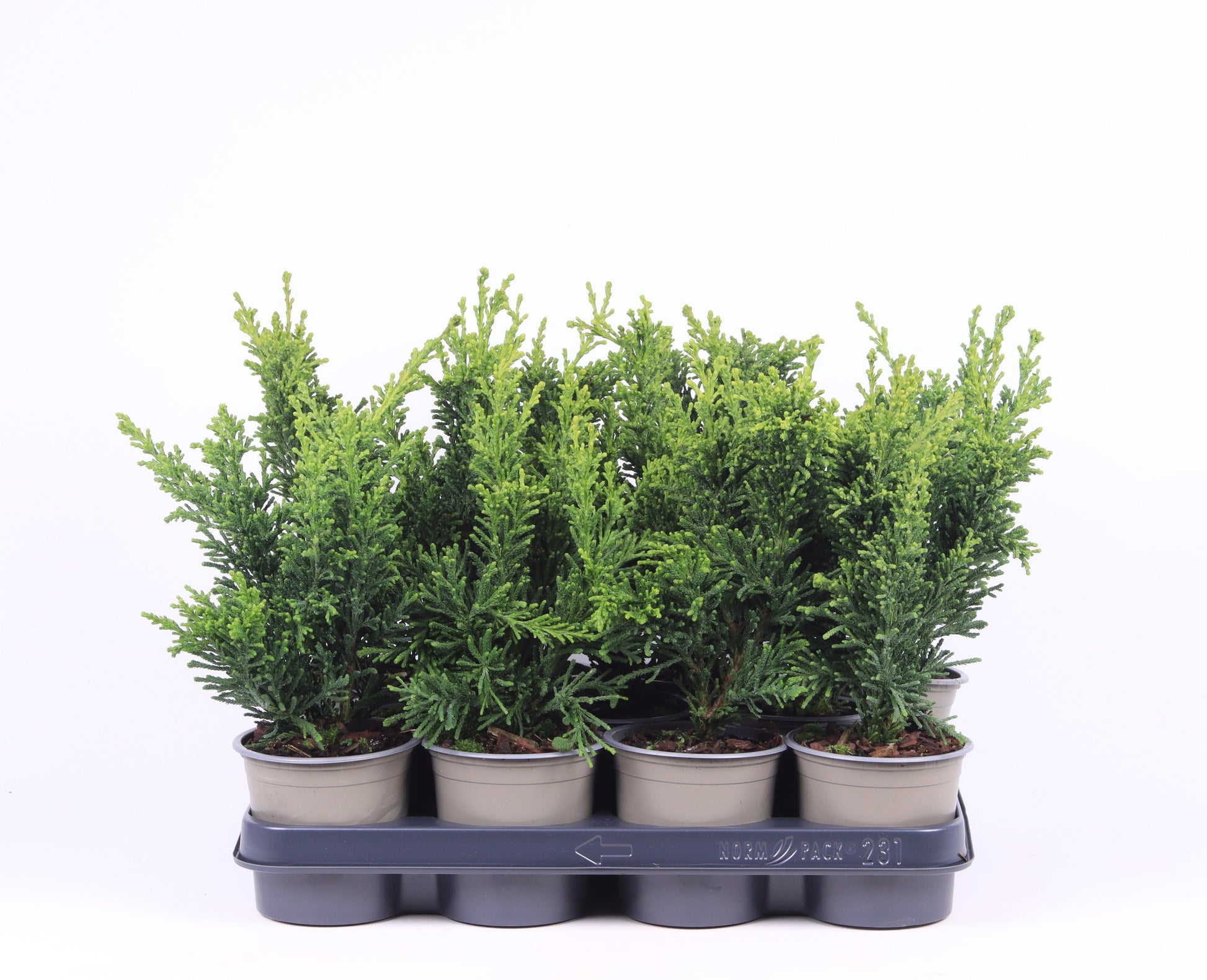 Chamaecyparis obtusa Draht 30cm 11cm Pot
