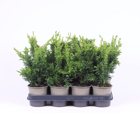 Chamaecyparis obtusa Draht 30cm 11cm Pot
