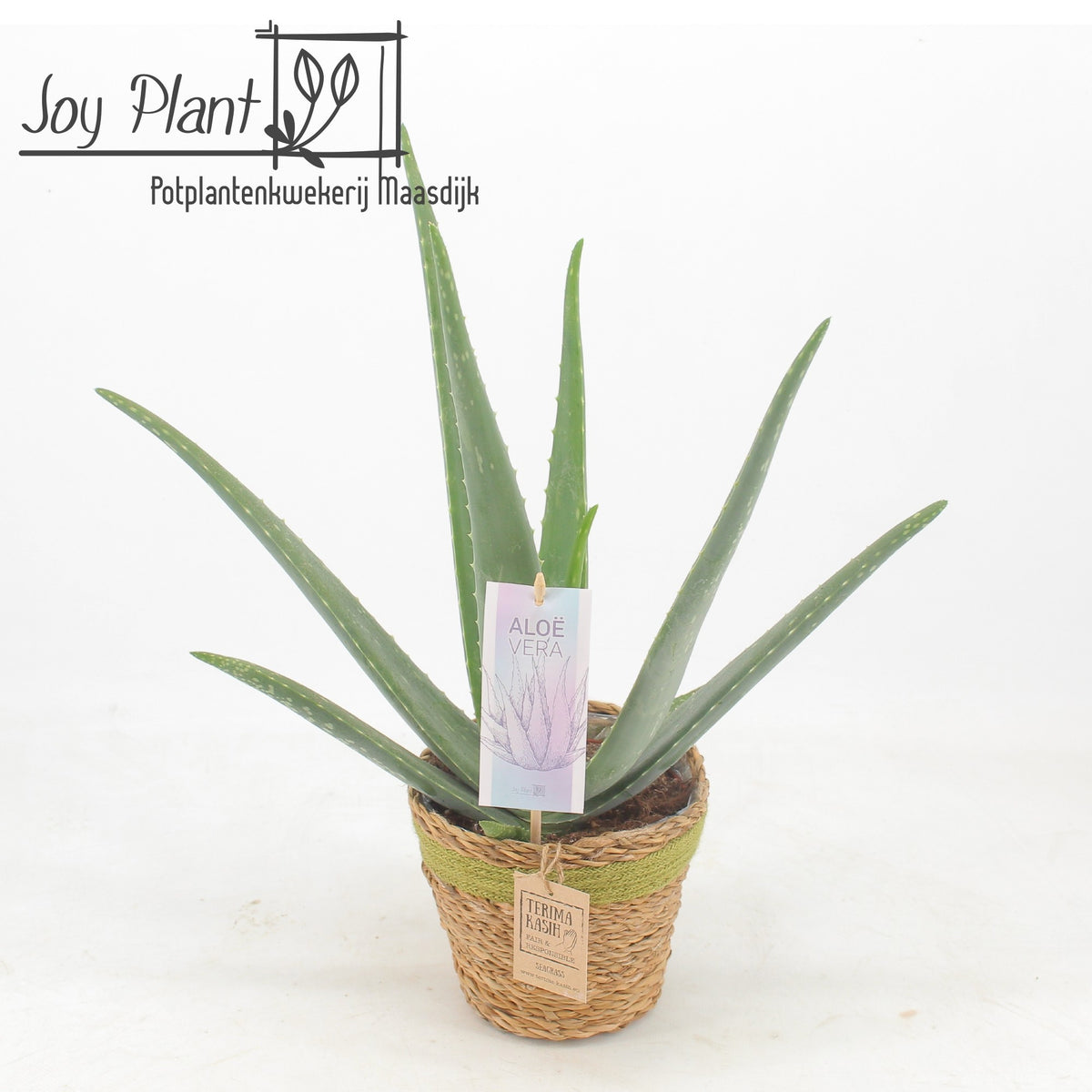 Aloe vera 55cm 15cm Pot