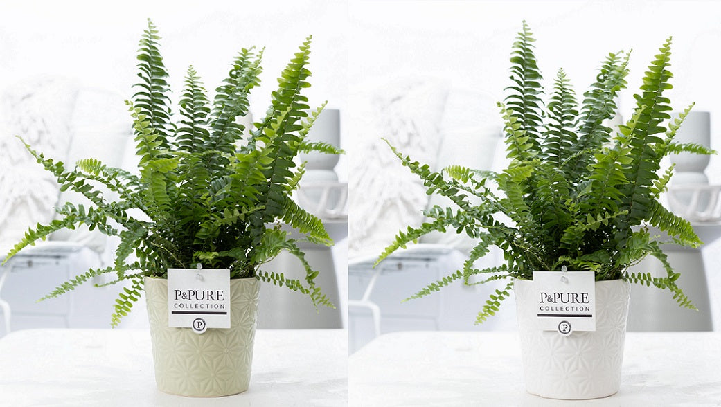 Nephrolepis Green Lady 35cm 12cm Pot
