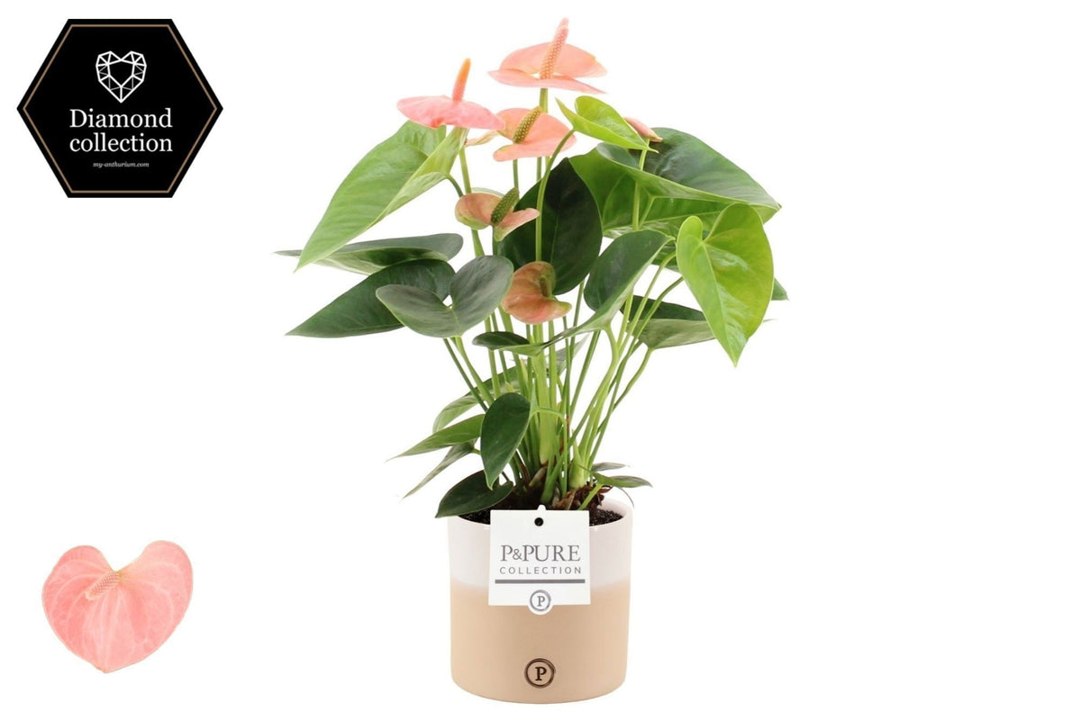 Anthurium Spirit 40cm 12cm Pot