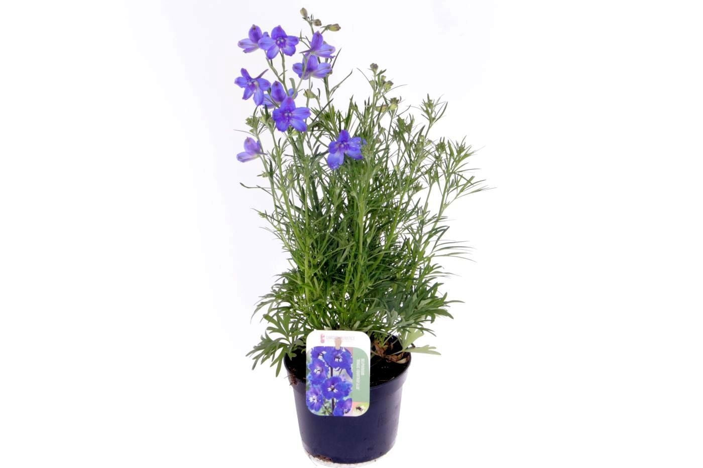 Delphinium gran. Delfix Blue 45cm 13cm Pot