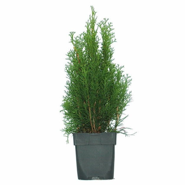 Buitenhuis VOF, Koos Thuja occidentalis Smaragd Pack of 6
