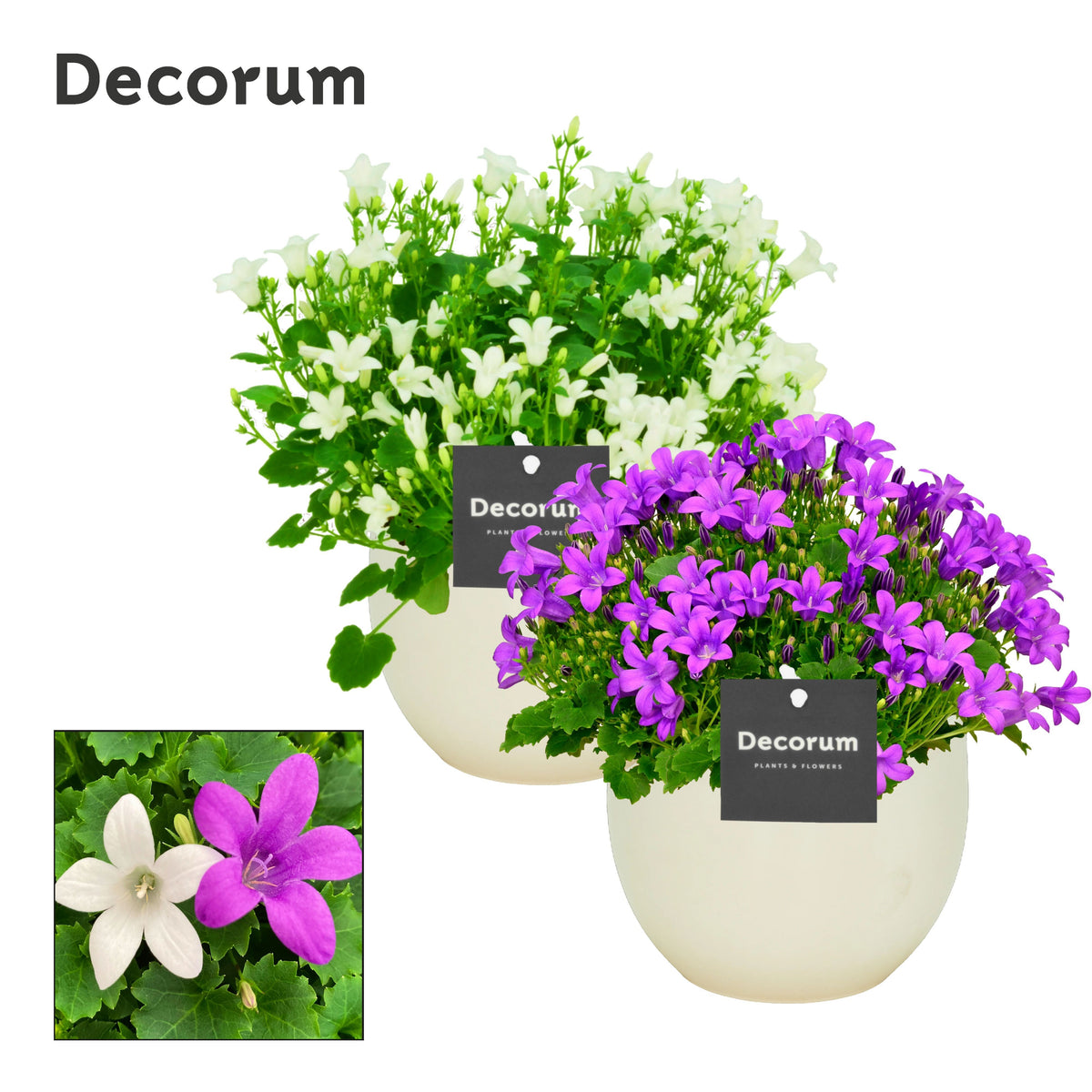 Campanula Hybrid 17cm 13cm Pot