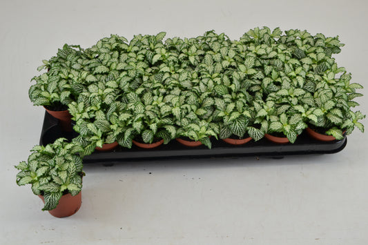 Fittonia Mosaic White Tiger 10cm 8.5cm Pot