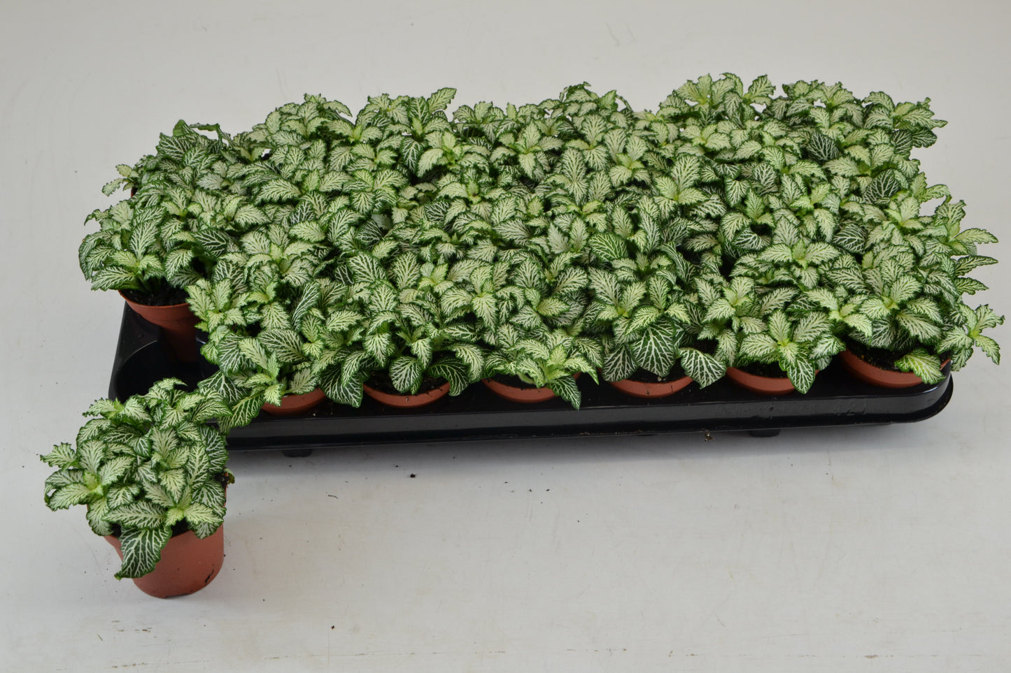 Fittonia Mosaic White Tiger 10cm 8.5cm Pot