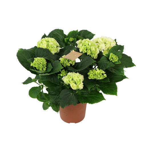Hydrangea macrophylla white 40cm 14cm Pot
