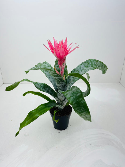 Aechmea Primera 40cm 12cm Pot