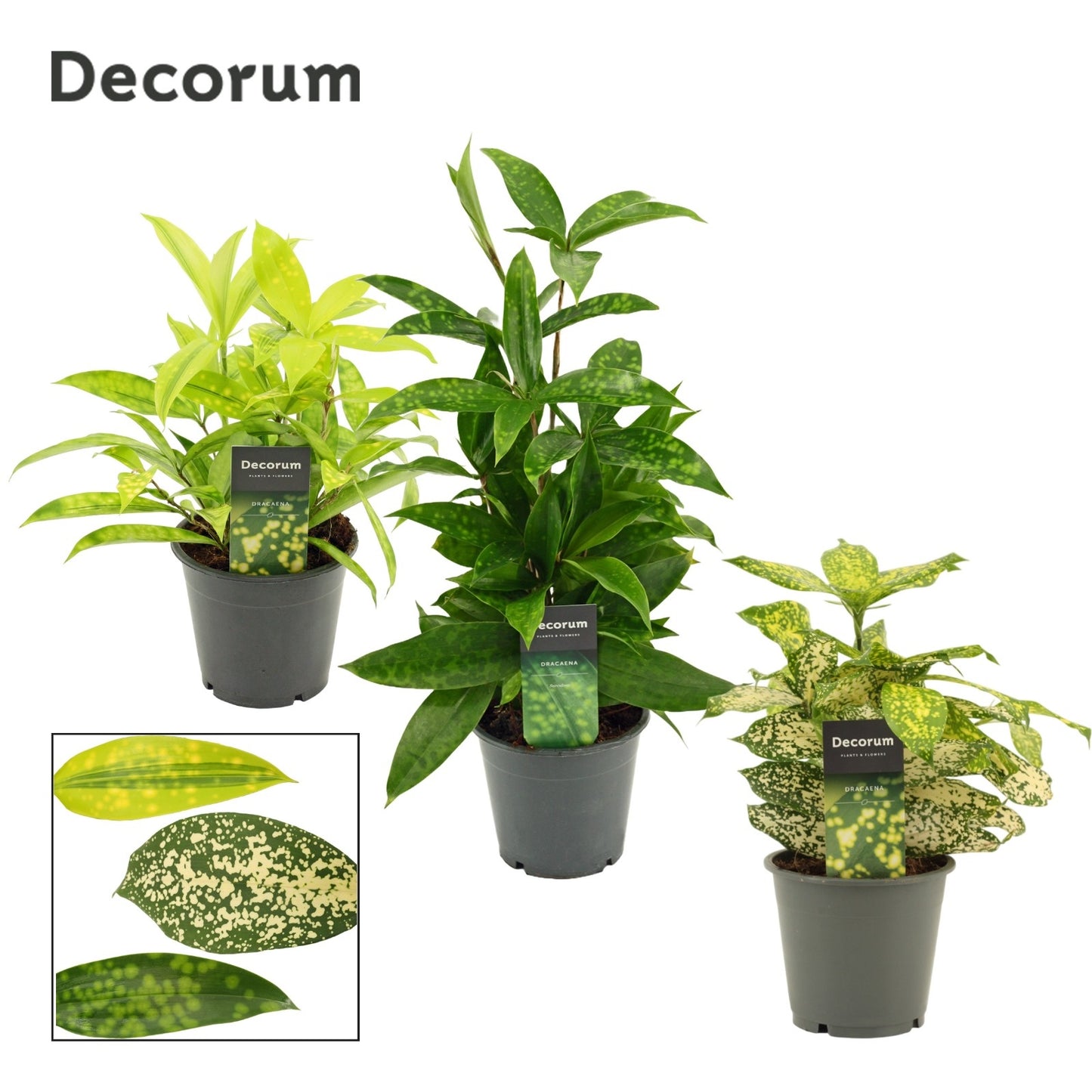 Duijn-Hove BV, kwekerij Dracaena mix Pack of 6