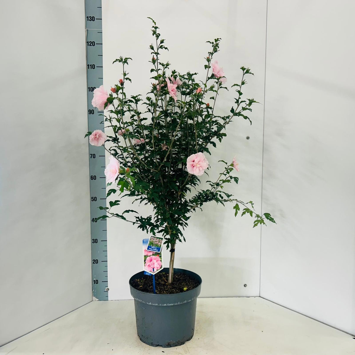 Hibiscus syriacus Lavender Chiffon 110cm 29cm Pot