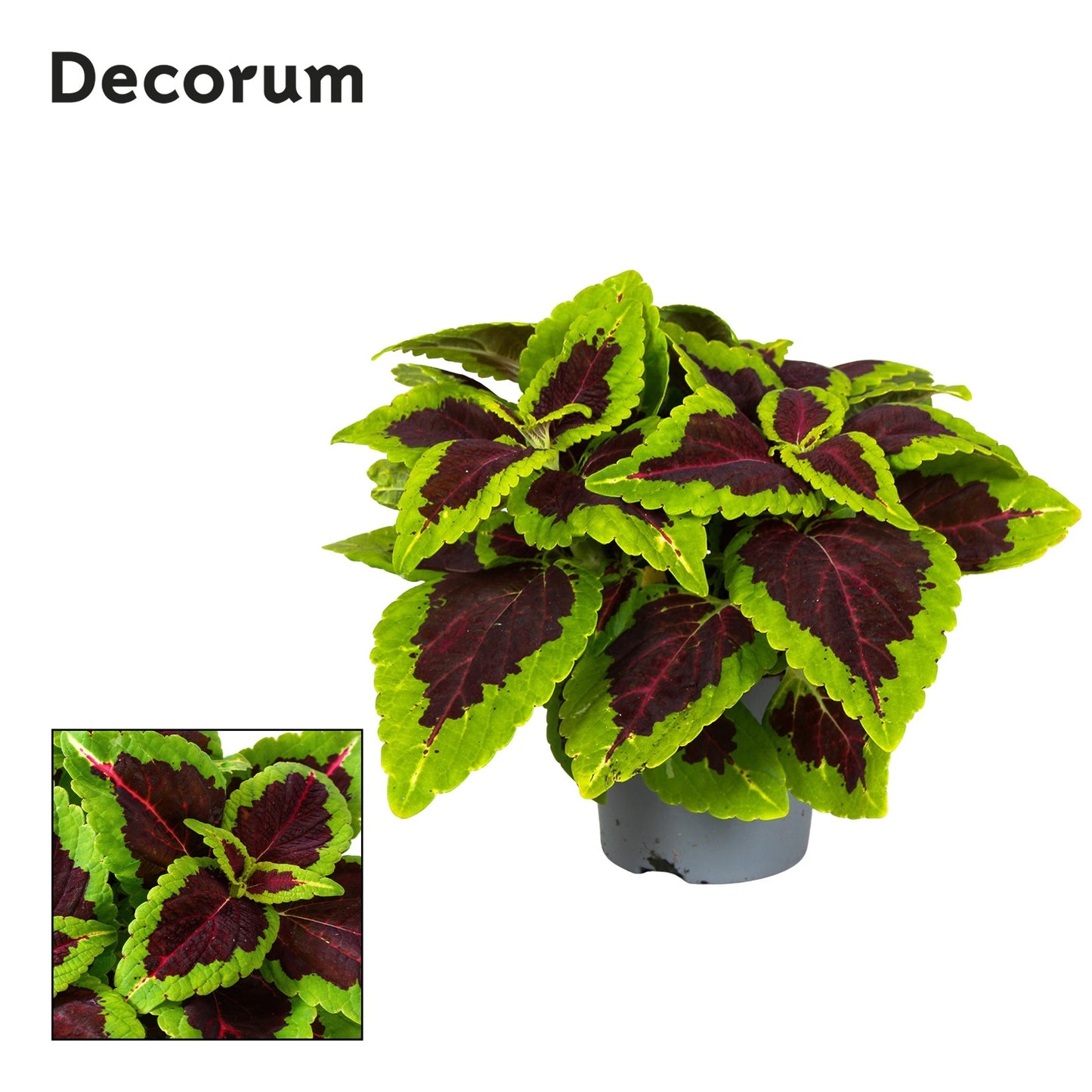 Coleus blu. Main Street Alligator Alley 20cm 13cm Pot
