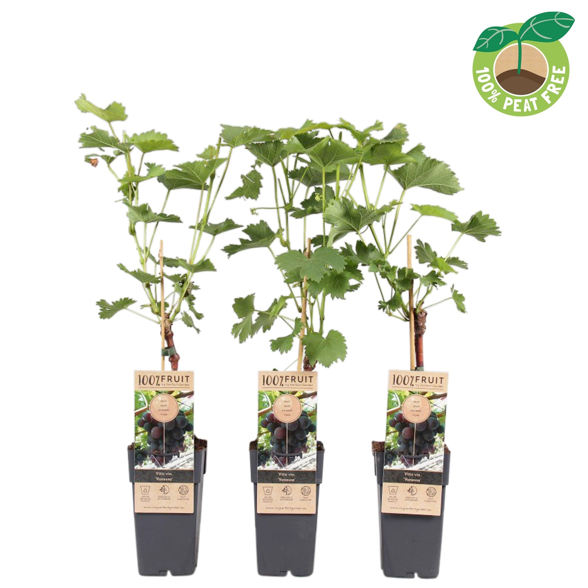 Vitis vin. Vanessa 50cm 15cm Pot
