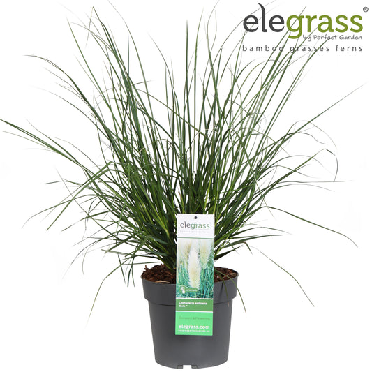 Cortaderia selloana 70cm 23cm Pot