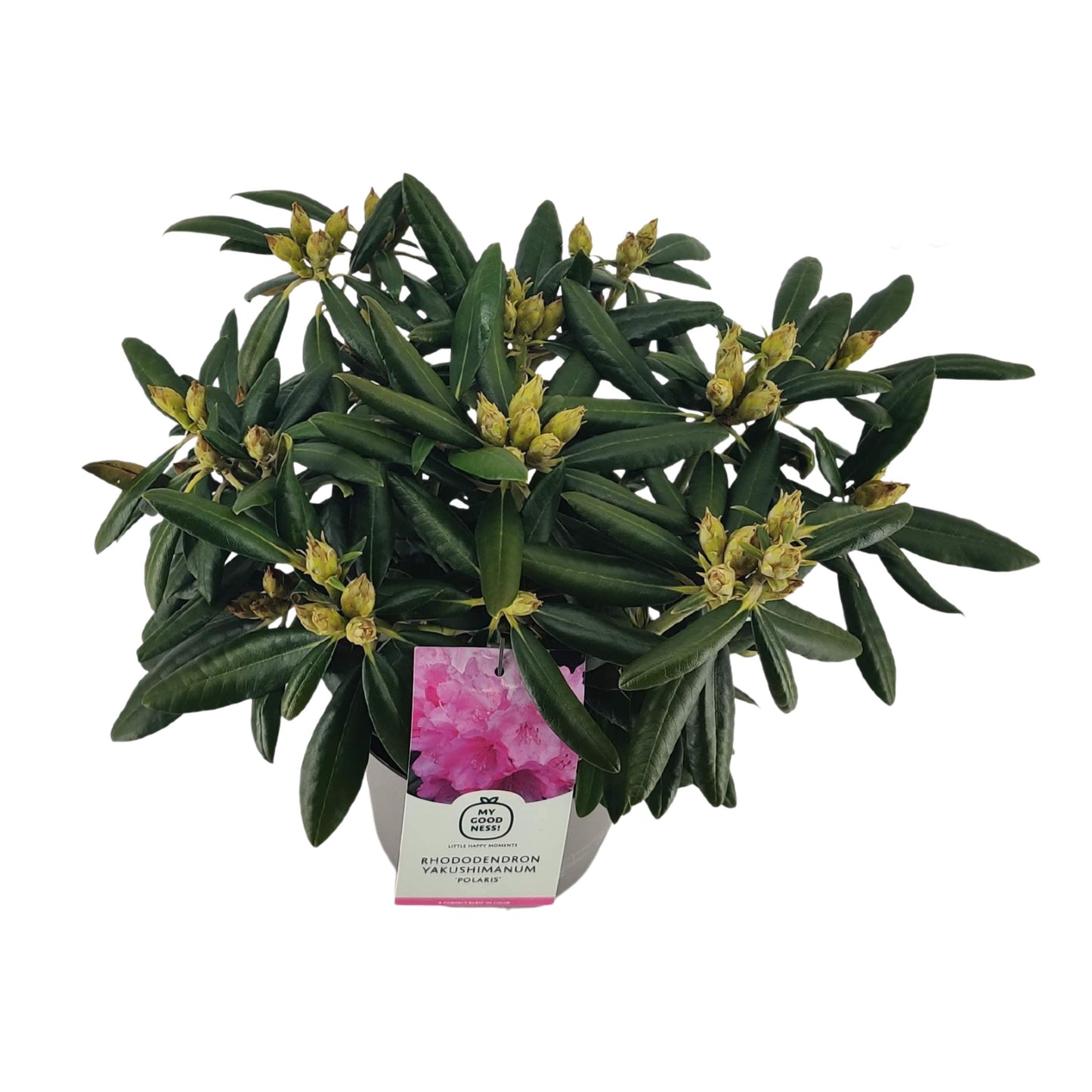 Leybaert BVBA Rhododendron Polaris Pack of 1
