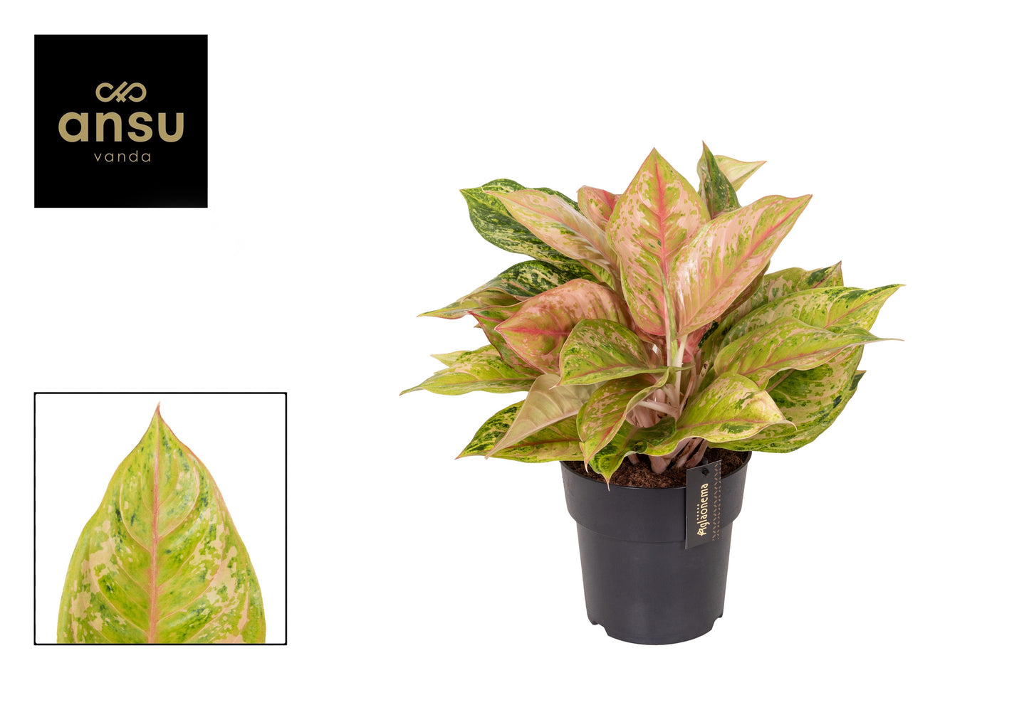 Aglaonema Hybrid 45cm 19cm Pot