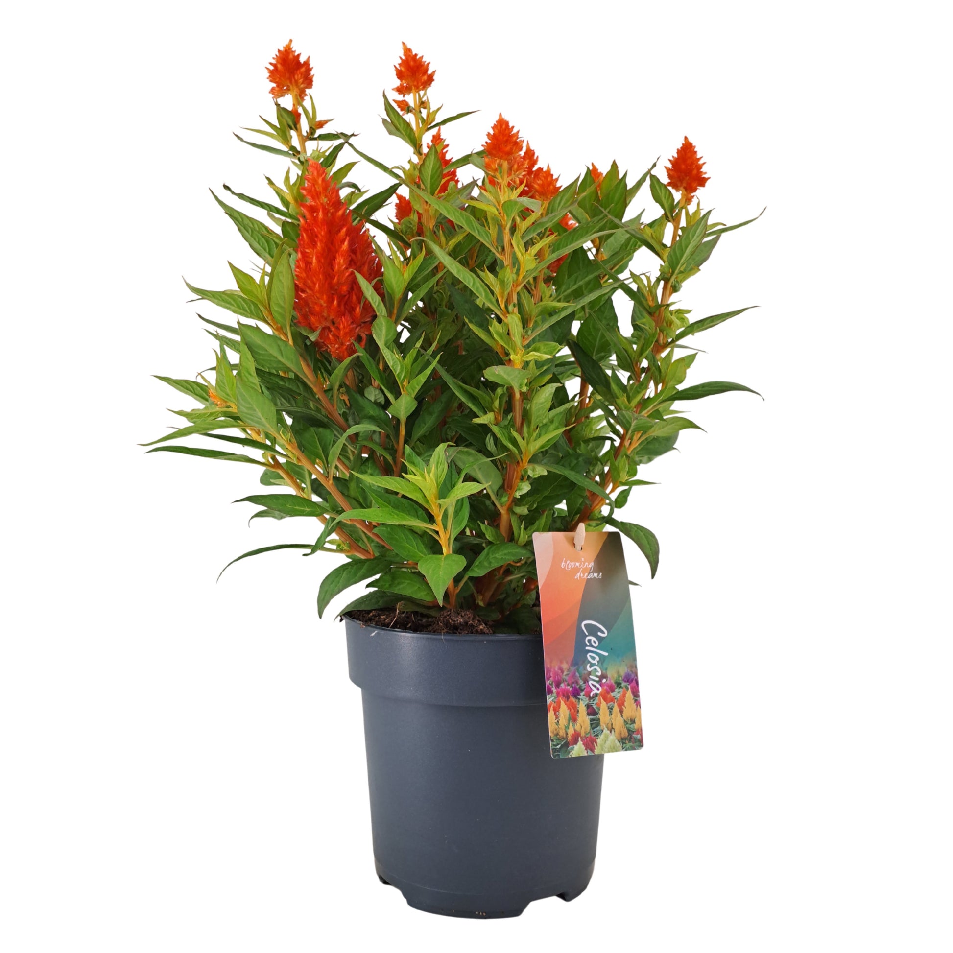 AltaNova Celosia Kelos Fire Red Pack of 6