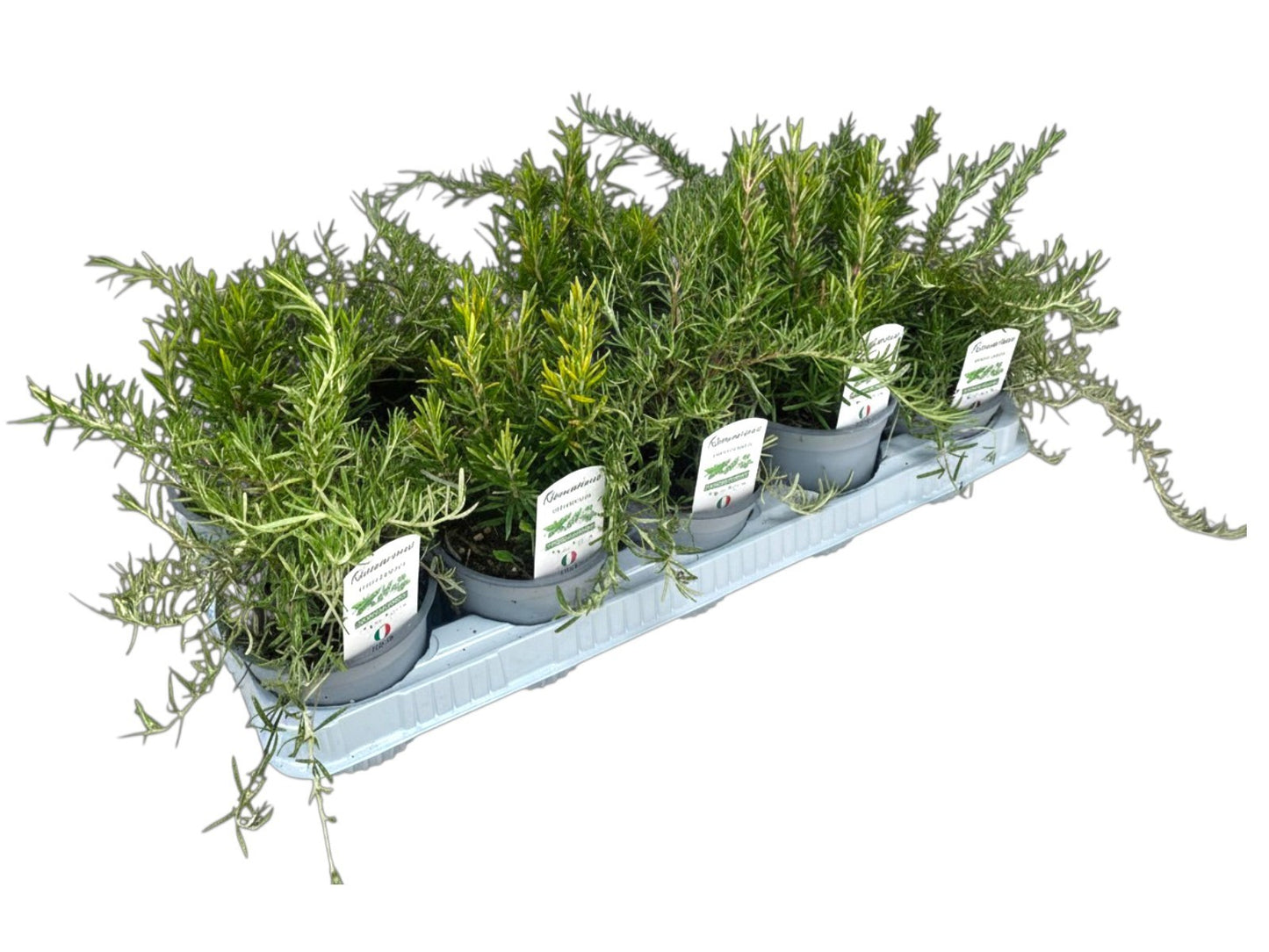 Rosmarinus officinalis (Rosemary) 25cm 12cm Pot