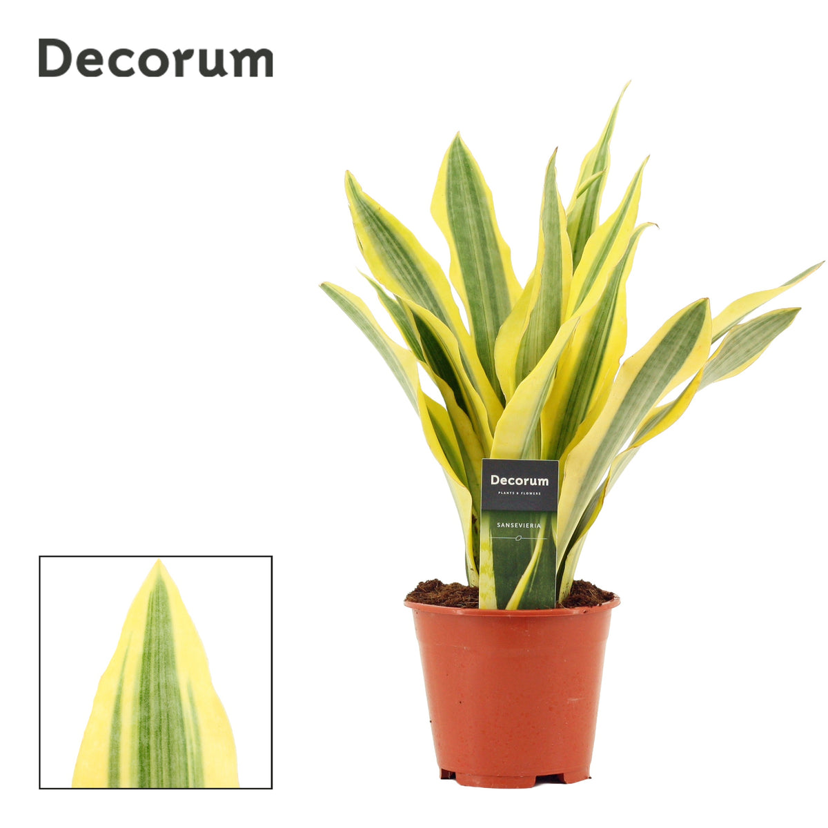 Sansevieria trifasciata 45cm 14cm Pot