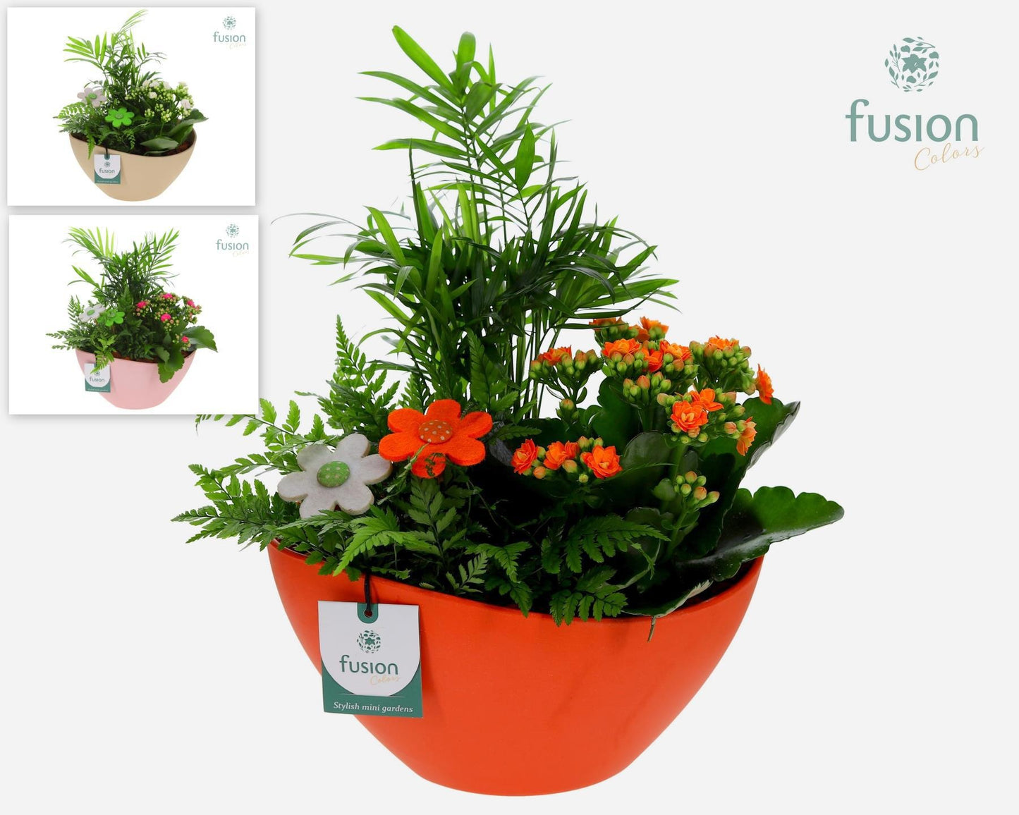 Fusioncolors BV EcoNature Pot schaal Medium met arrangement 3pp Pack of 5