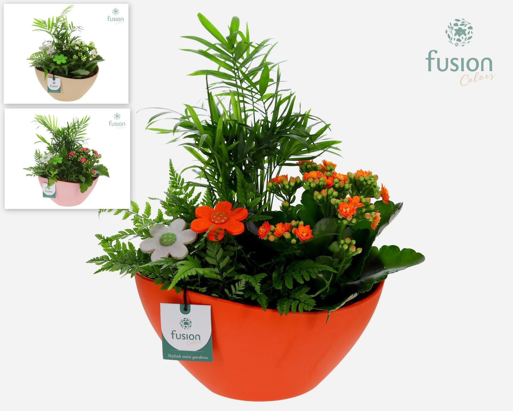 Fusioncolors BV EcoNature Pot schaal Medium met arrangement 3pp Pack of 5