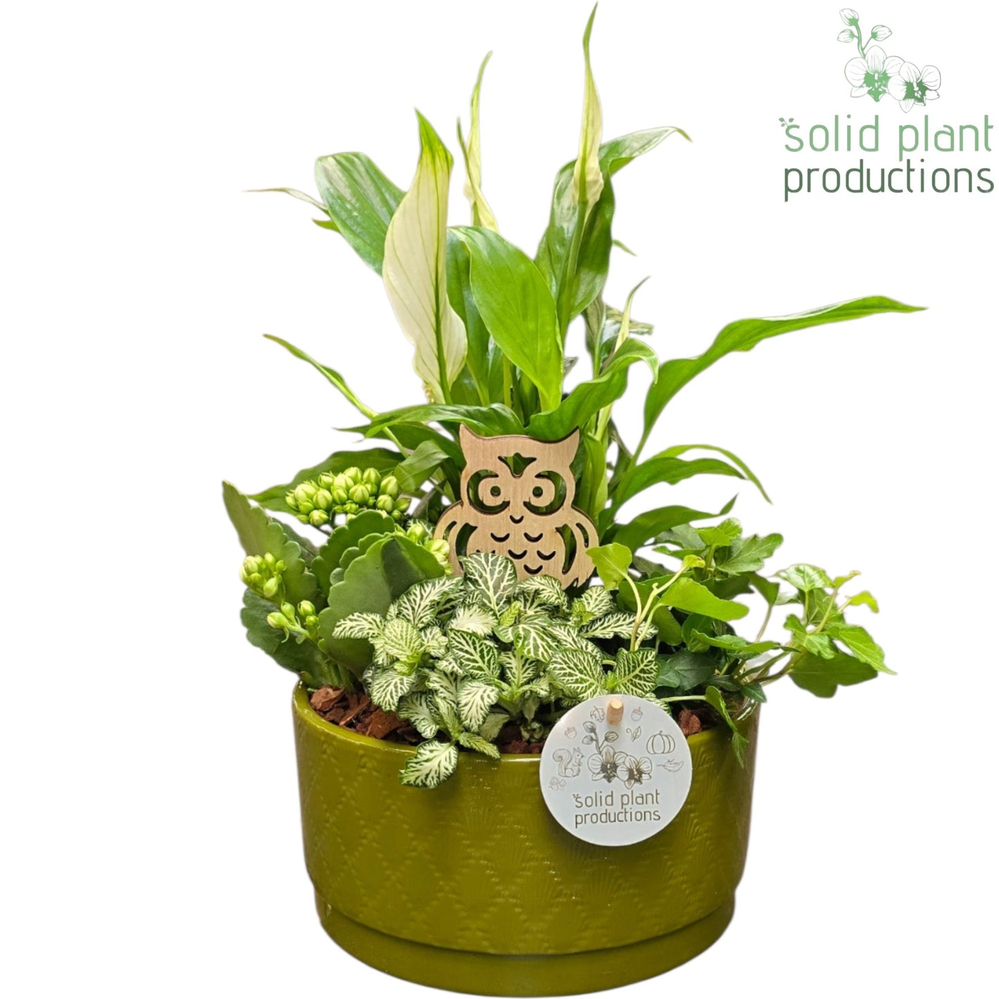 Solid Plant Productions SP003 Loes Green White Pack of 3