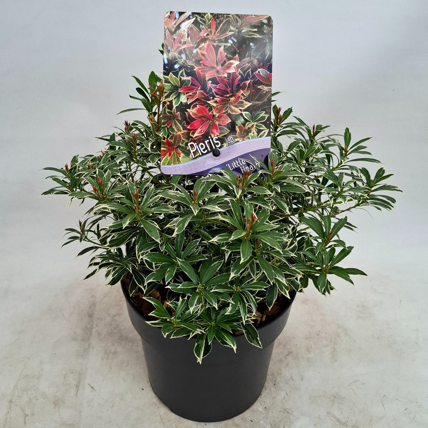 J.C.A.M. van Acht Pieris japonica Little Heath Pack of 6