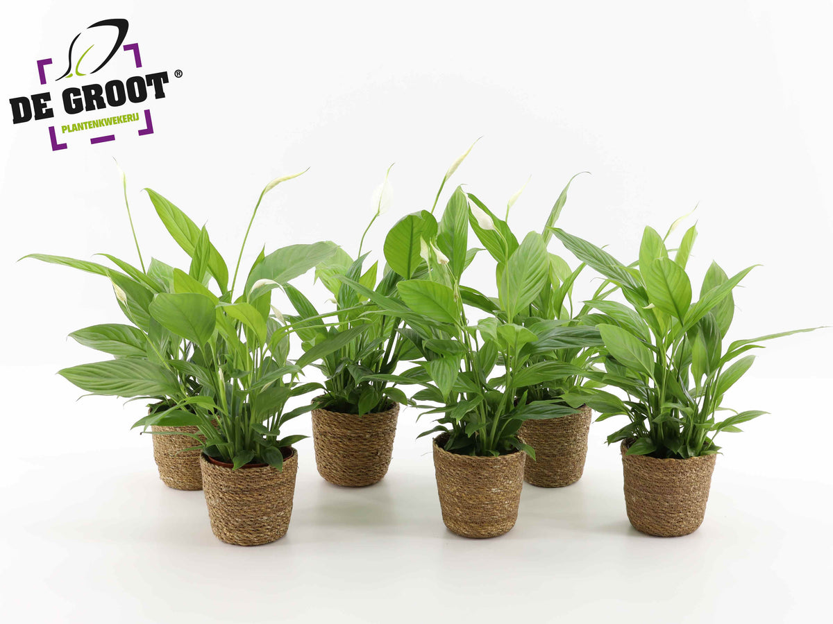 Foliage houseplants mix 45cm 12cm Pot