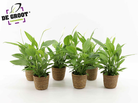 Foliage houseplants mix 45cm 12cm Pot