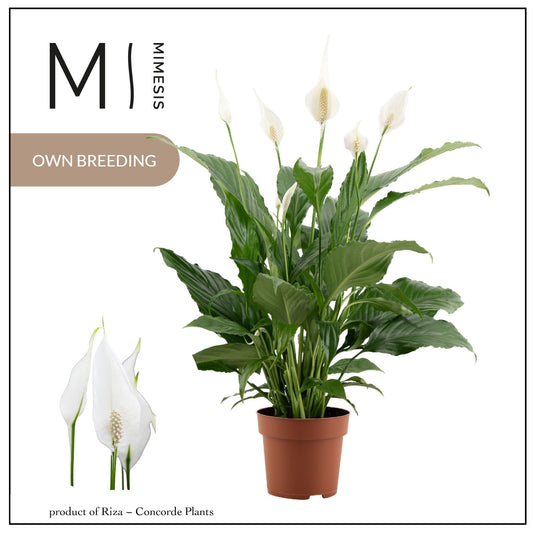 Spathiphyllum Sweet Chico 55cm 13cm Pot