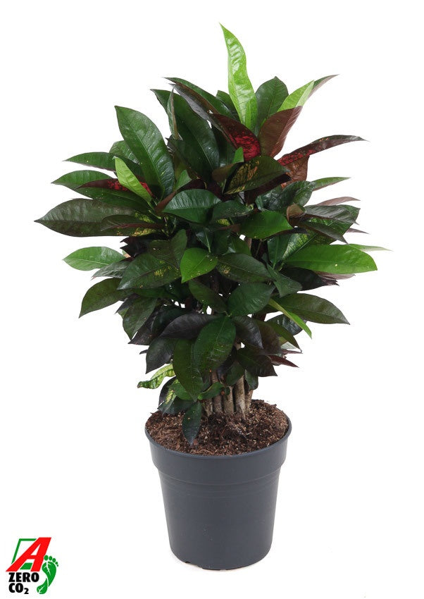 Codiaeum Mrs Iceton 70cm 21cm Pot
