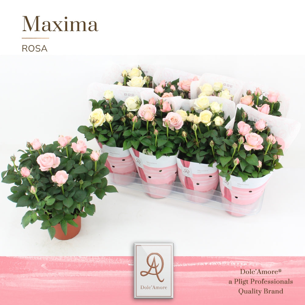 Pligt Professionals BV Rosa Infinity mix Pack of 8