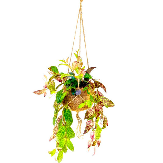 Aeschynanthus marmoratus Hanging Basket 30cm 17cm Pot