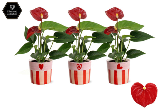Anthurium Micra 18cm 6cm Pot