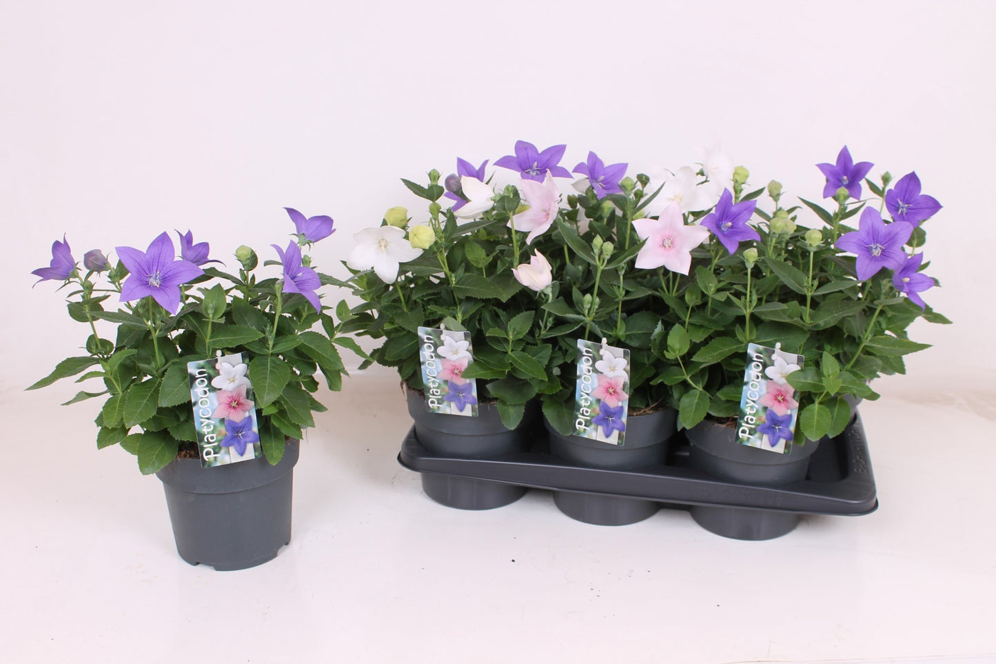 Platycodon graniflorus mix 35cm 17cm Pot