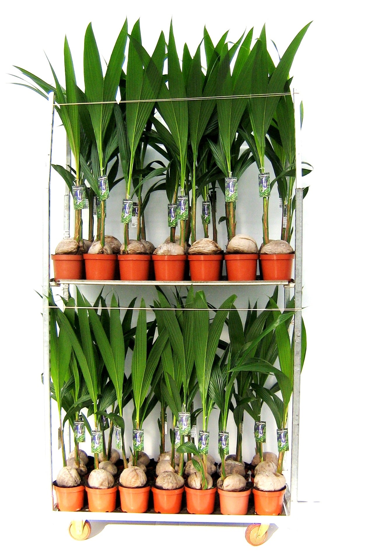 Verkade BV, Kwekery G. Cocos nucifera Pack of 1