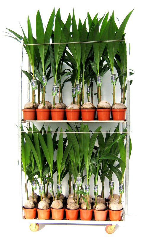 Verkade BV, Kwekery G. Cocos nucifera Pack of 1