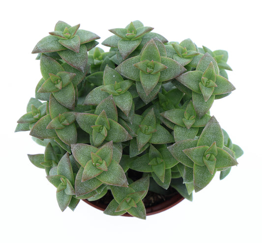 Crassula perfossa green 10cm Special Pot (508)