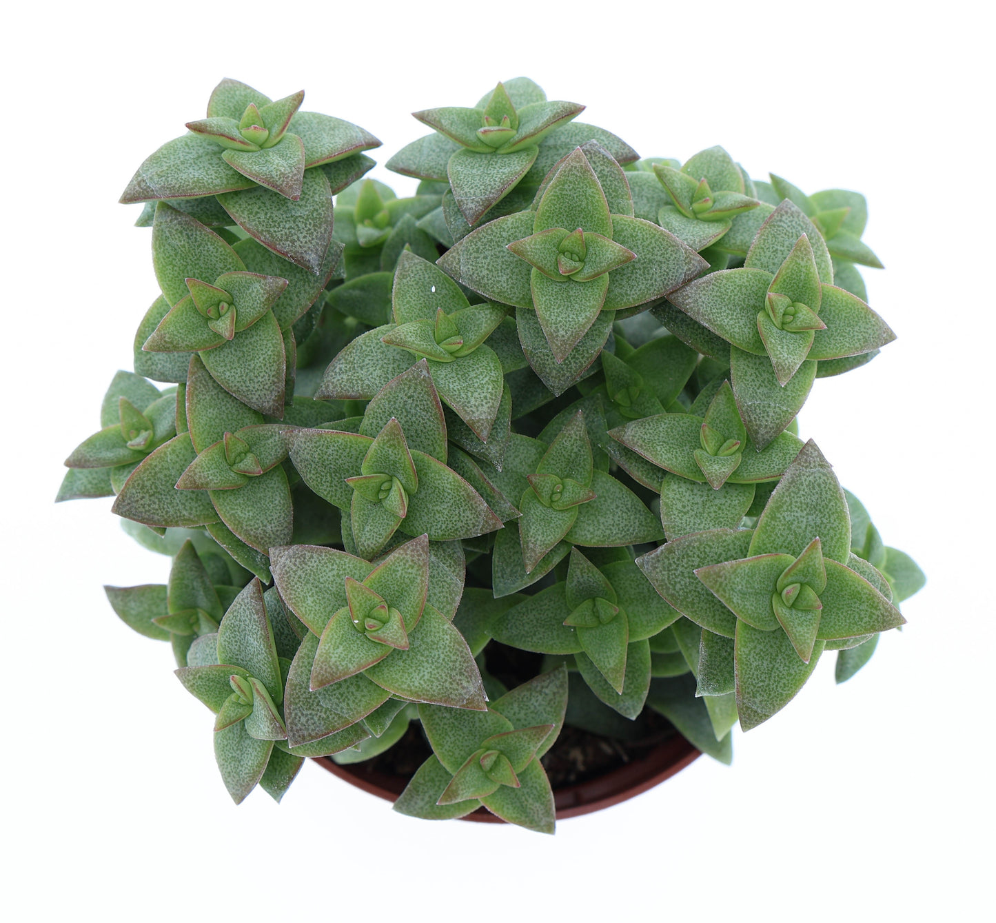 Euro Cactus Holland Bv Crassula perfossa green Pack of 12