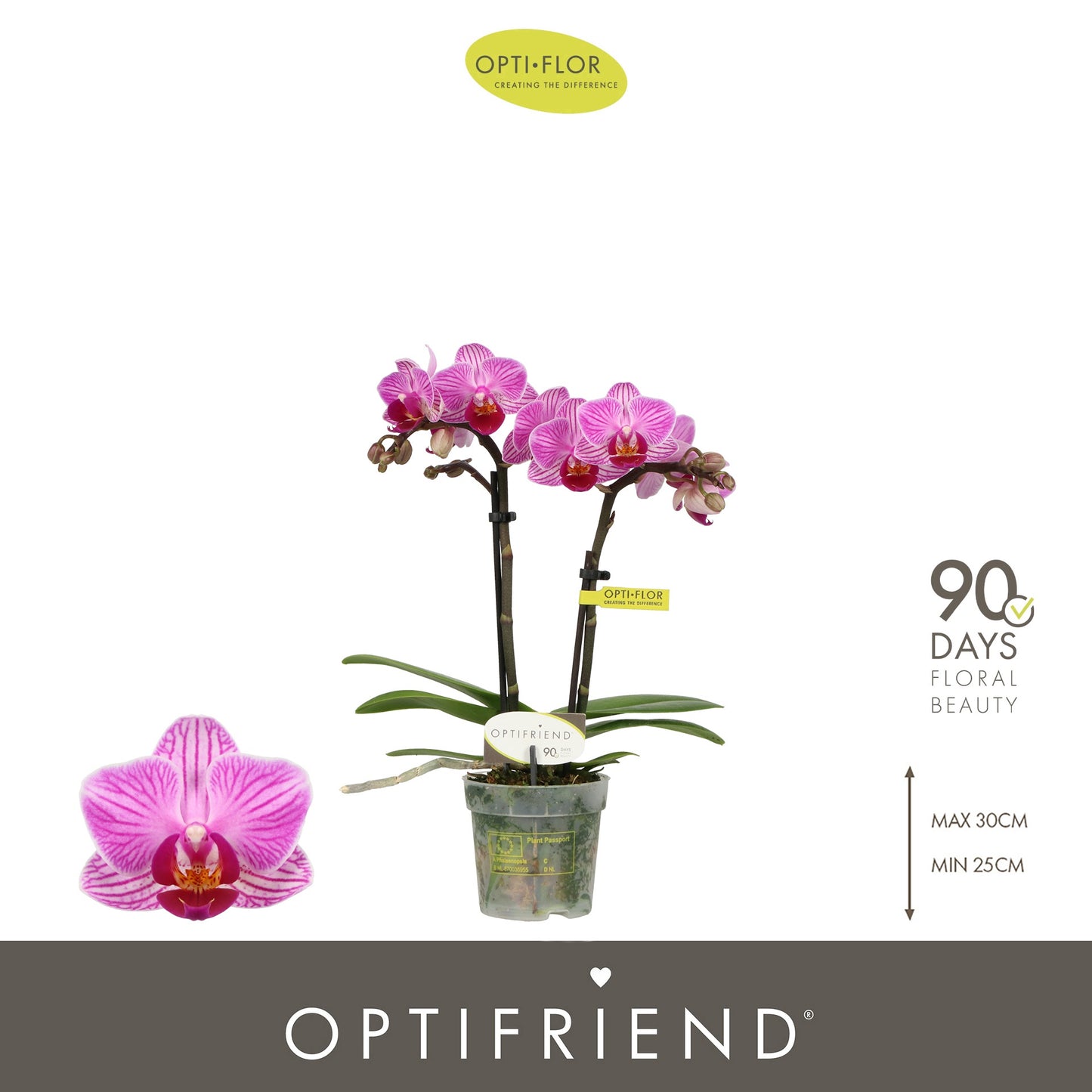 Phalaenopsis mf. Lotte 25cm 7cm Pot
