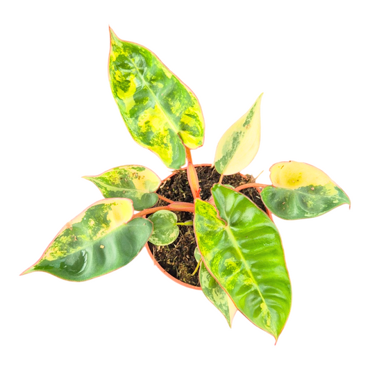 Philodendron scandens 10cm 7cm Pot