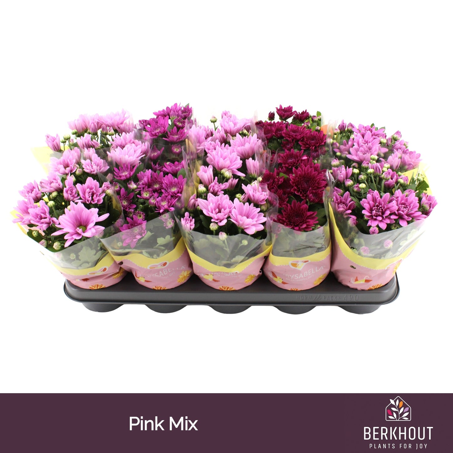 Chrysanthemum mix 23cm 12cm Pot