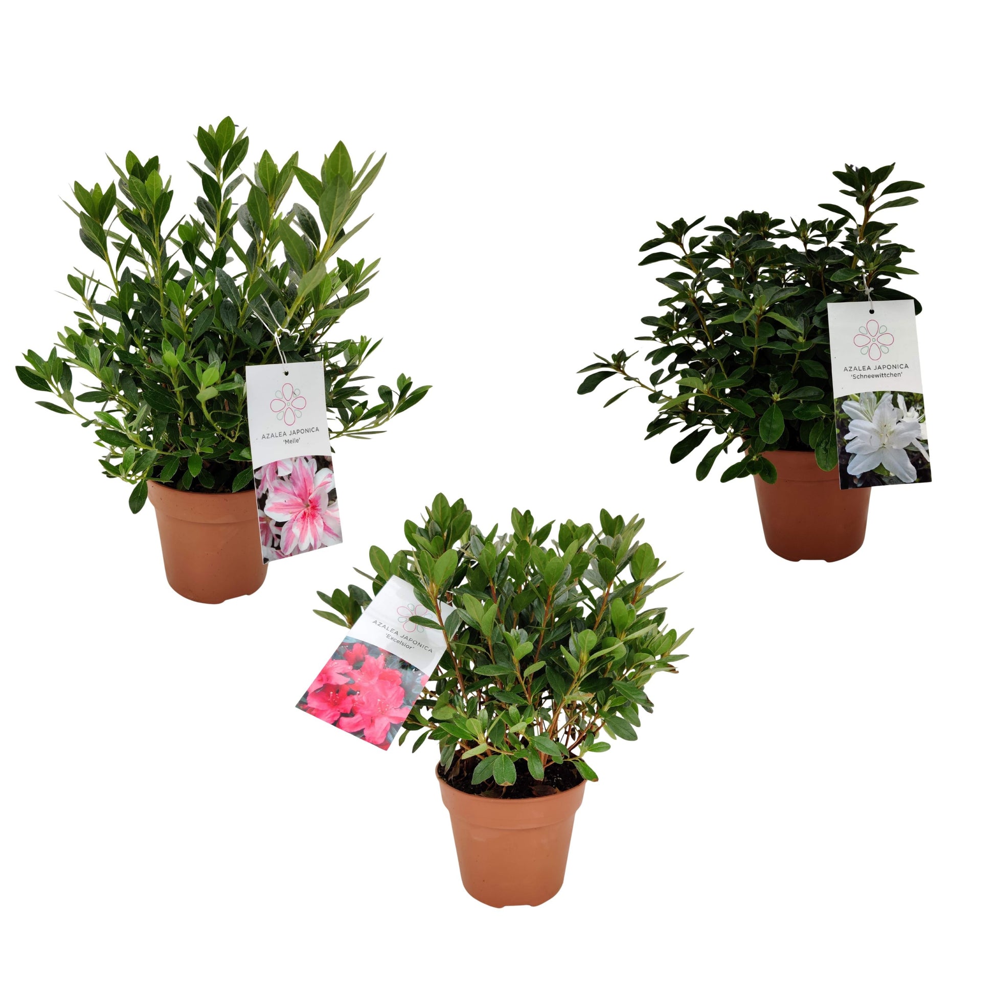 Rhododendron japonicum 25cm 15cm Pot