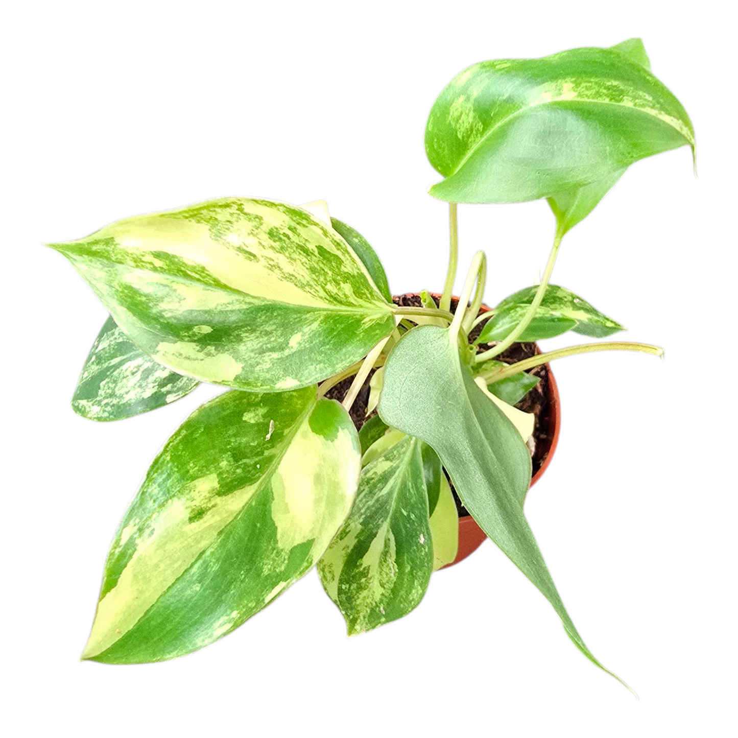 Casa Botanica Philodendron scandens Pack of 4