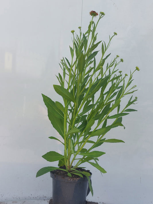 Helenium Moerheim Beauty 80cm 17cm Pot