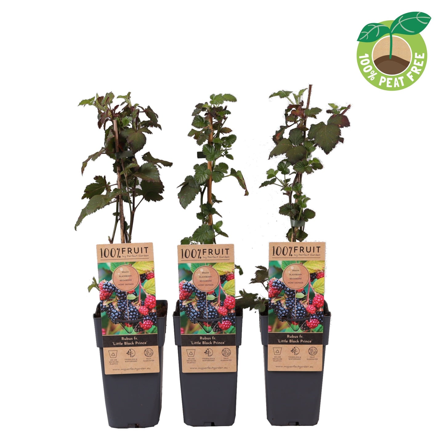 Streng Growers B.V. Rubus mix Pack of 10