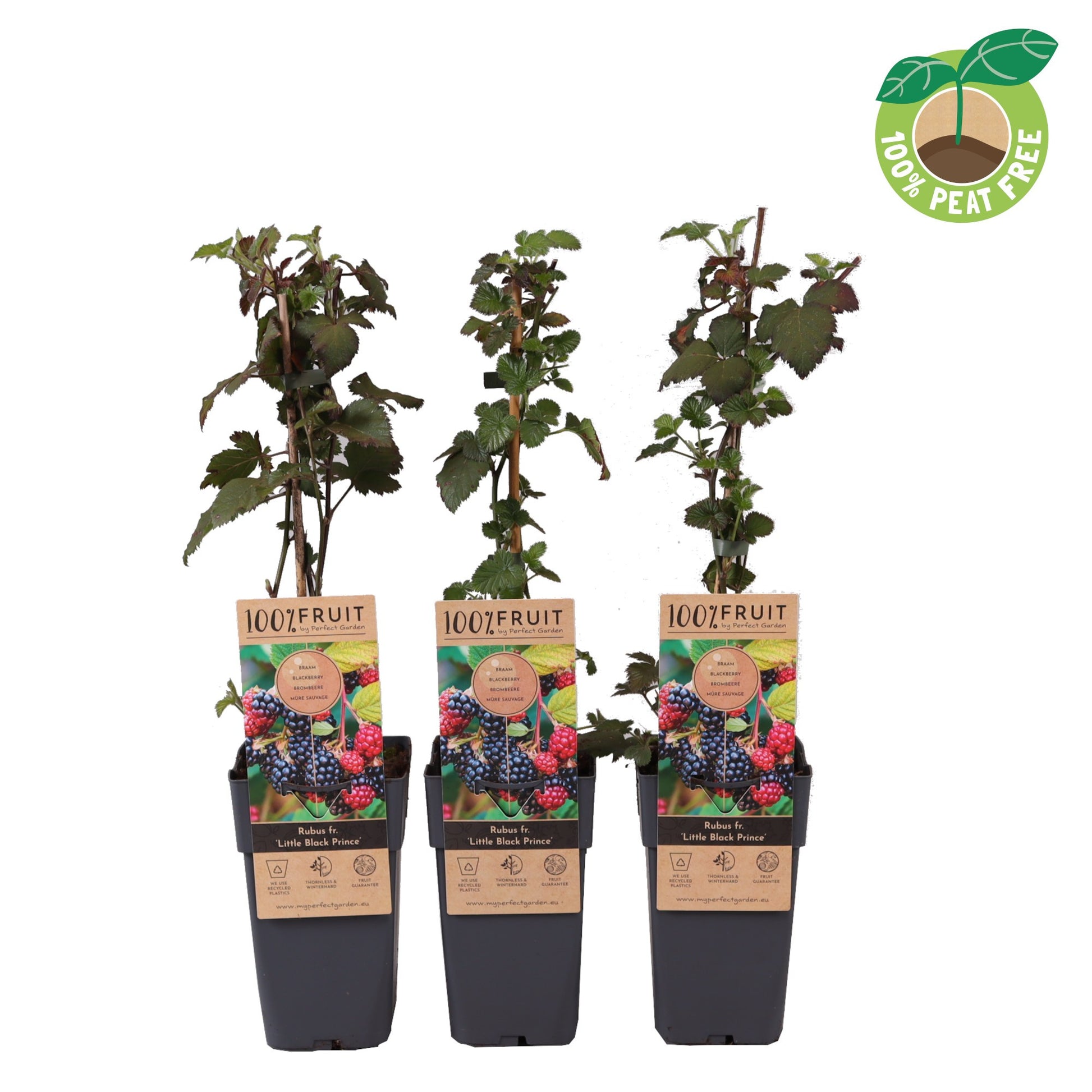 Streng Growers B.V. Rubus mix Pack of 10
