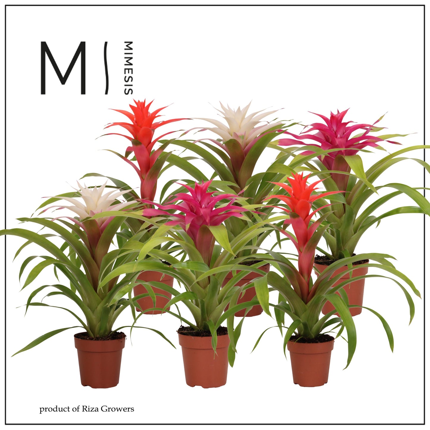 Riza Bromelia Specialist Guzmania Sweet mix Pack of 10
